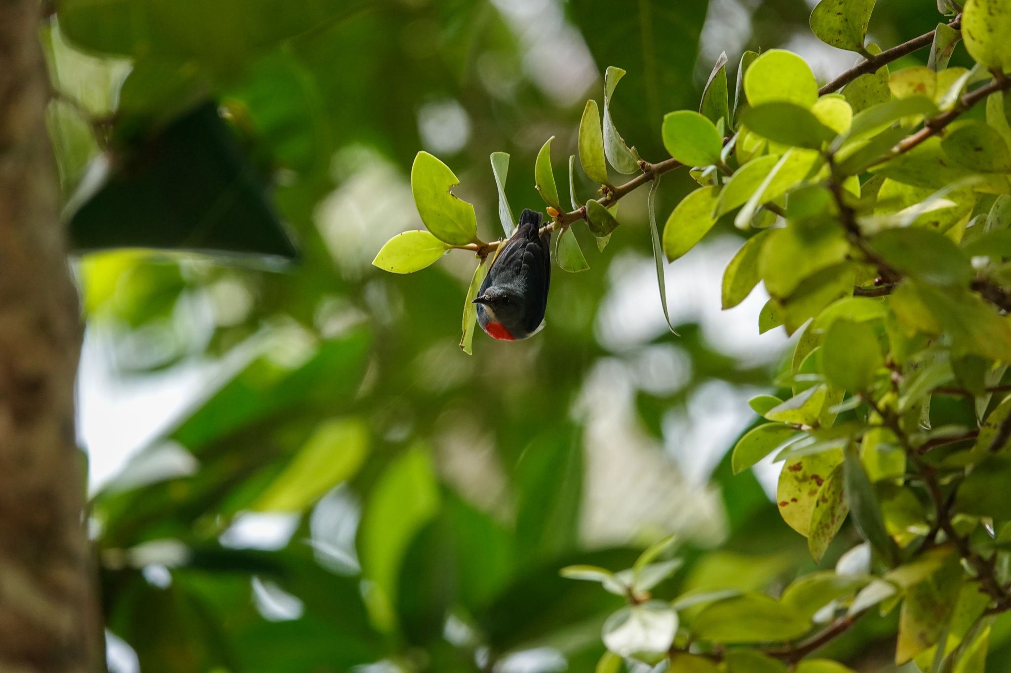 Midget Flowerpecker (Dicaeum aeneum), photo 1