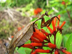 Pseudacanthops caelebs