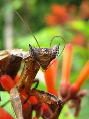 Pseudacanthops caelebs