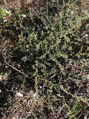 Ceanothus foliosus foliosus