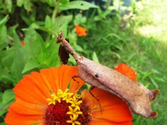 Pseudacanthops caelebs
