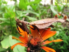 Pseudacanthops caelebs