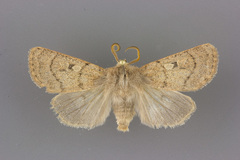 Eucoptocnemis rufula