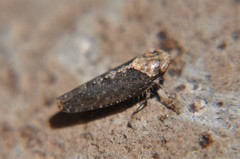 Excultanus excultus