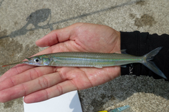 Longtail Garfish photo 2