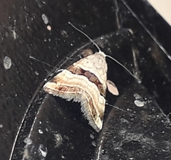 Pseudozarba bipartita