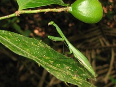Stagmomantis venusta