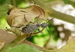 Epicauta atomaria