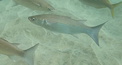 Chelon labrosus