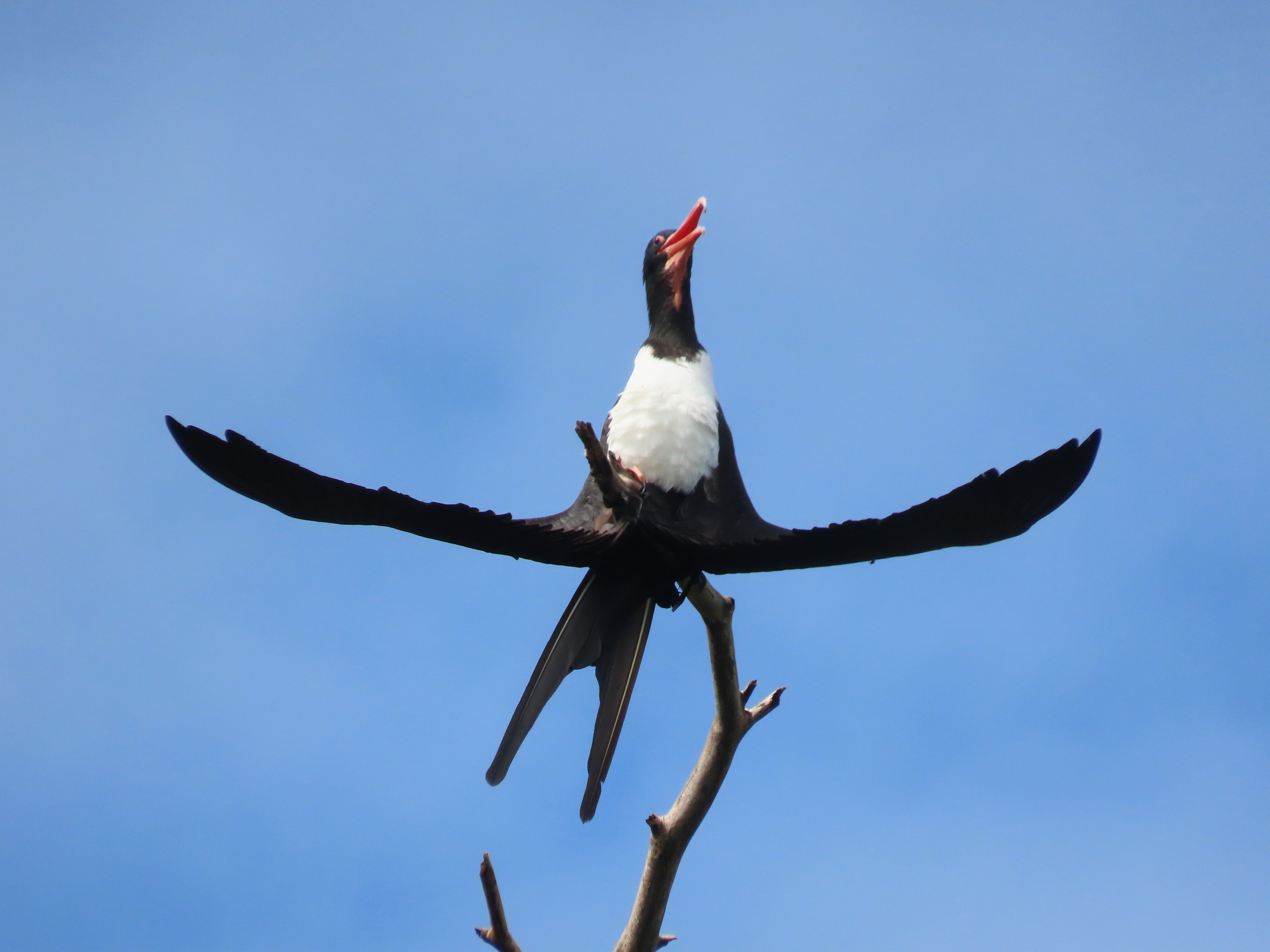 Christmas Frigatebird (Fregata andrewsi), photo 1