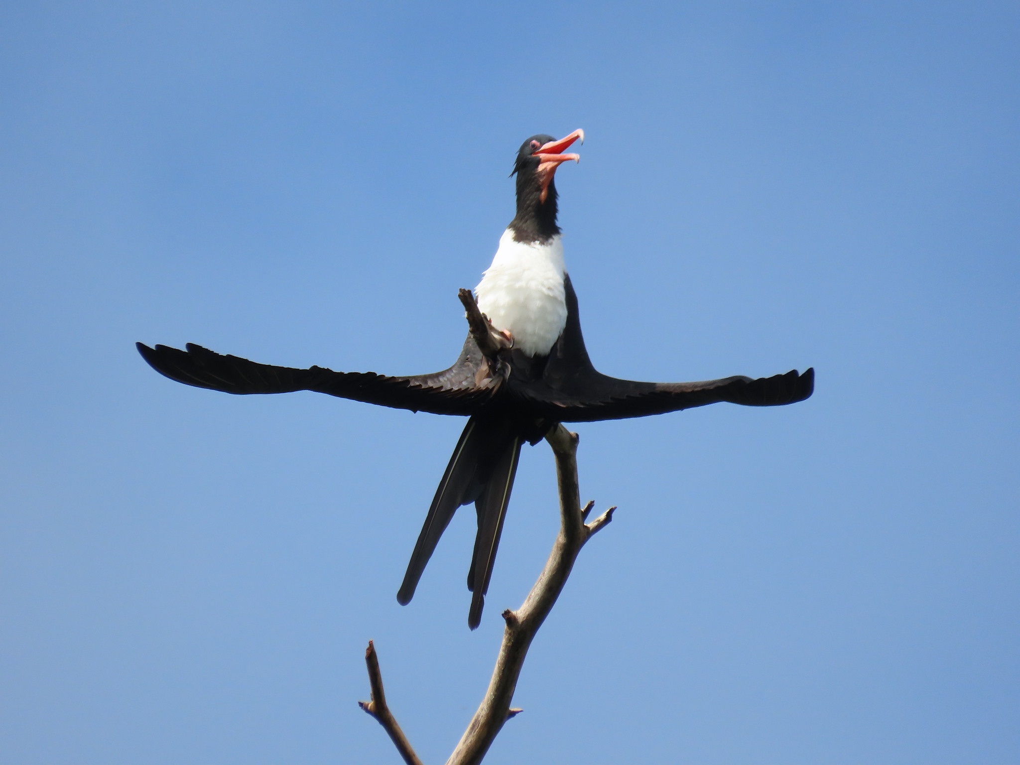 Christmas Frigatebird (Fregata andrewsi), photo 2