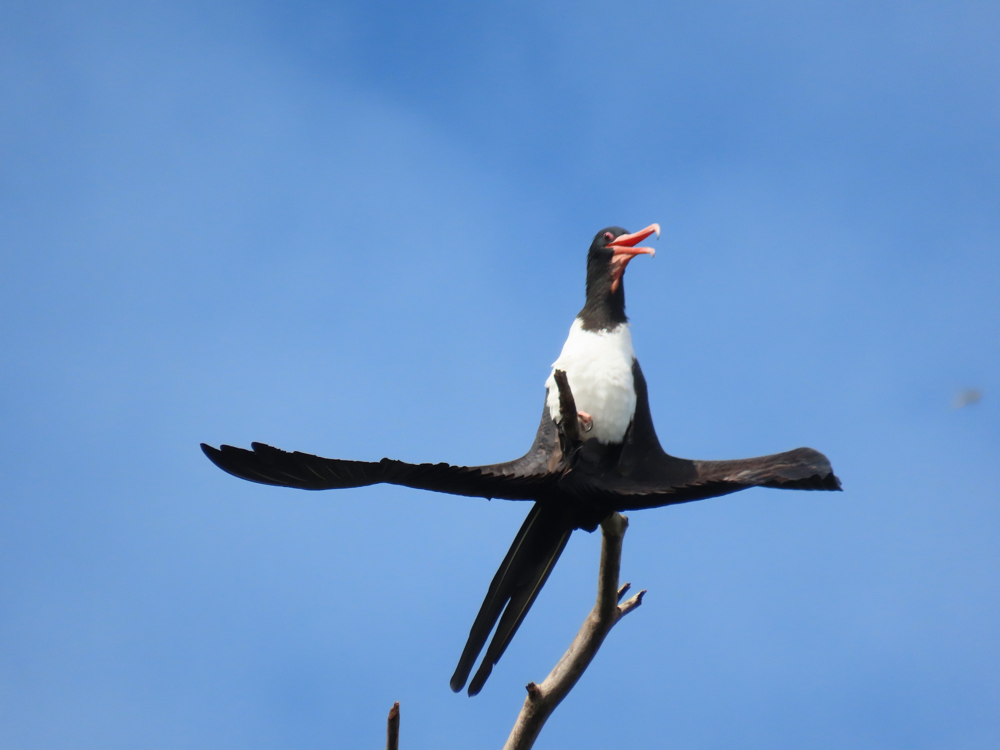 Christmas Frigatebird (Fregata andrewsi), photo 3