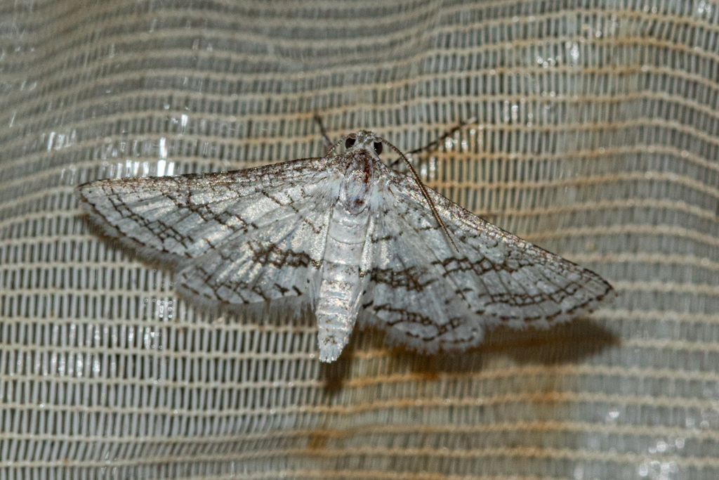 Window Moth Window-winged Moths from Cacolo, Angola on February 6, 2026 at 05:35 AM ...