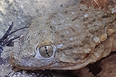 Tarentola mauritanica