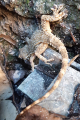 Tarentola mauritanica