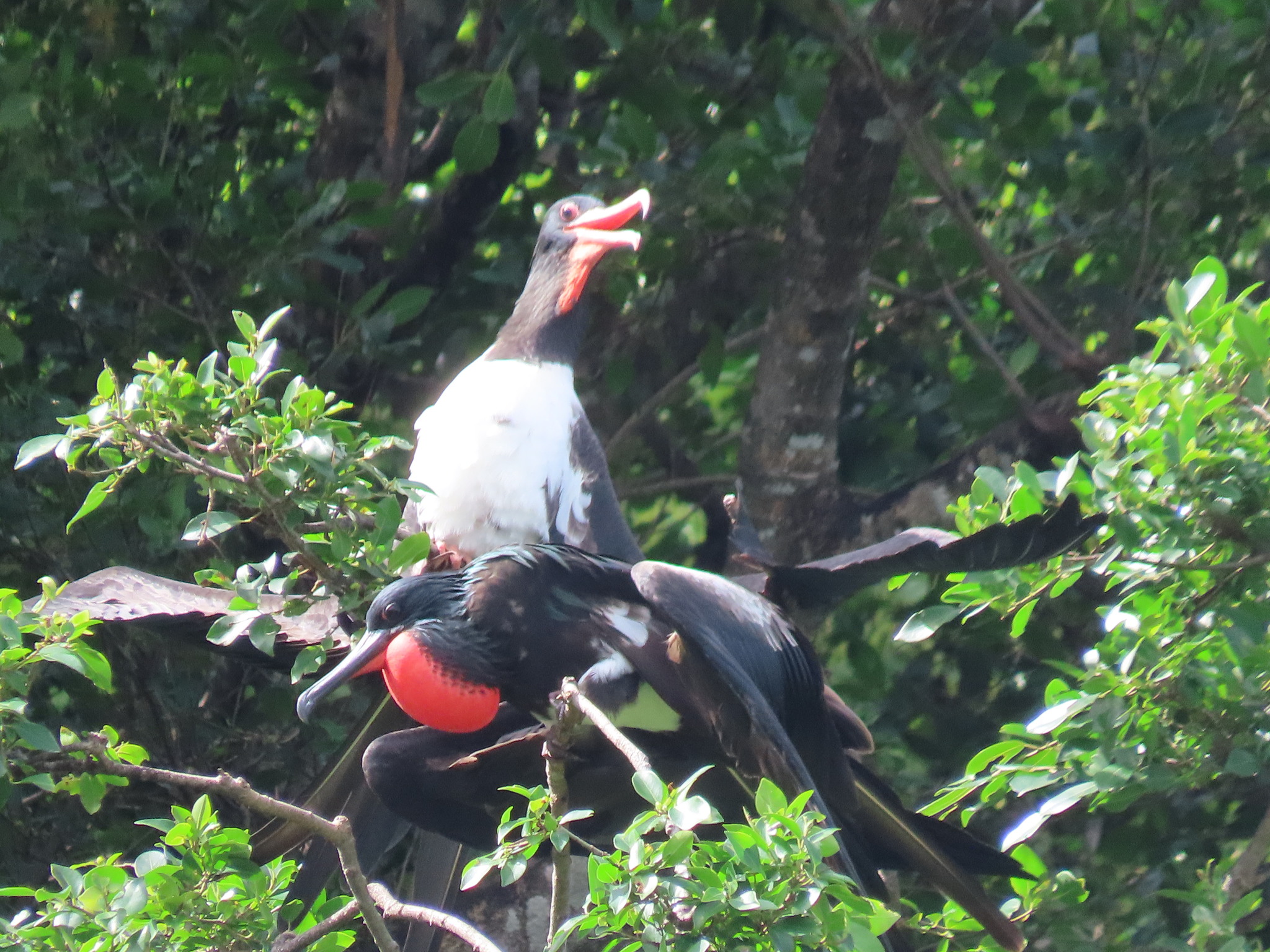 Christmas Frigatebird (Fregata andrewsi), photo 9
