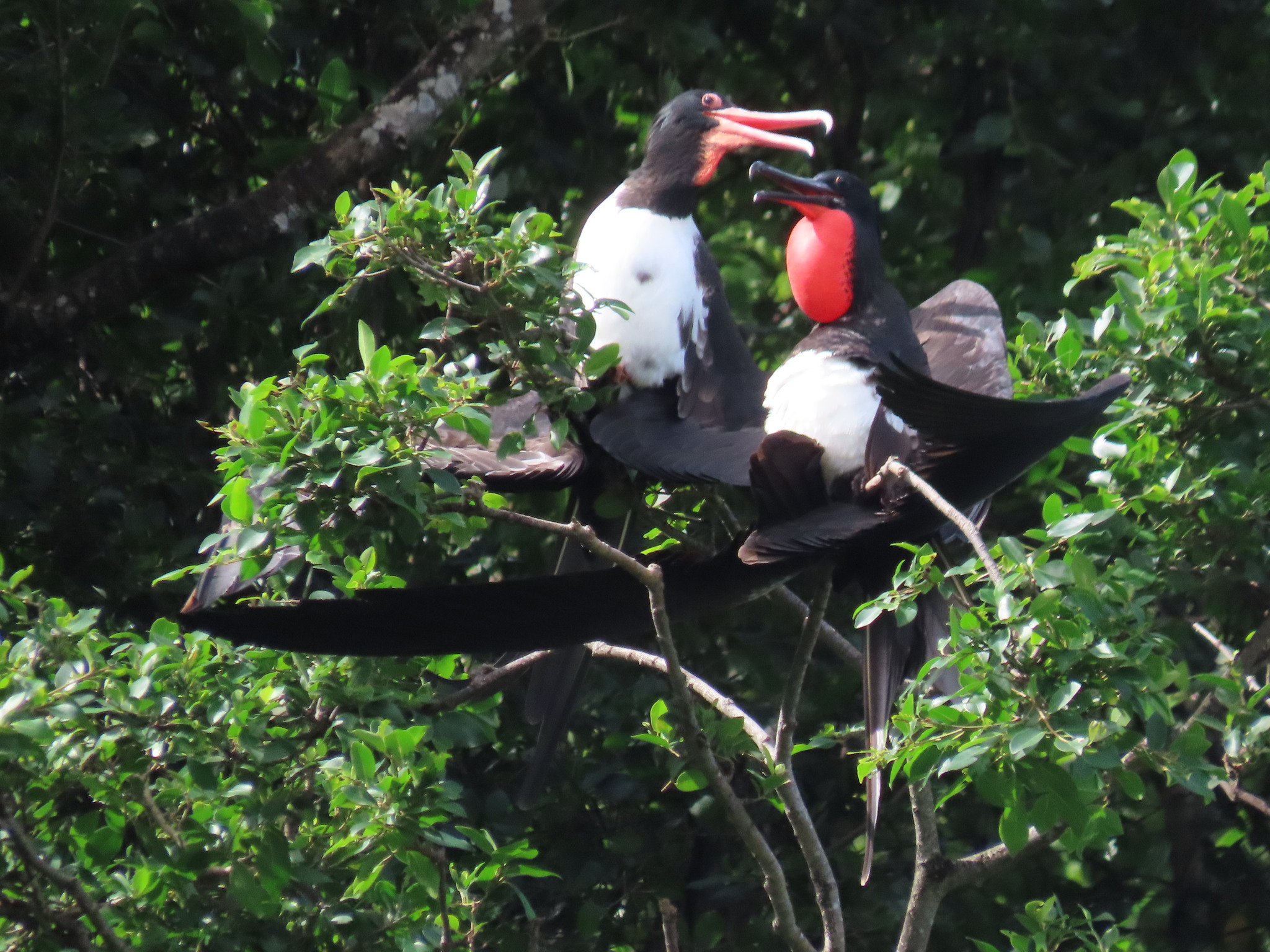 Christmas Frigatebird (Fregata andrewsi), photo 10