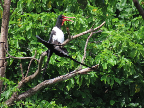 Christmas Frigatebird (Fregata andrewsi), photo 6