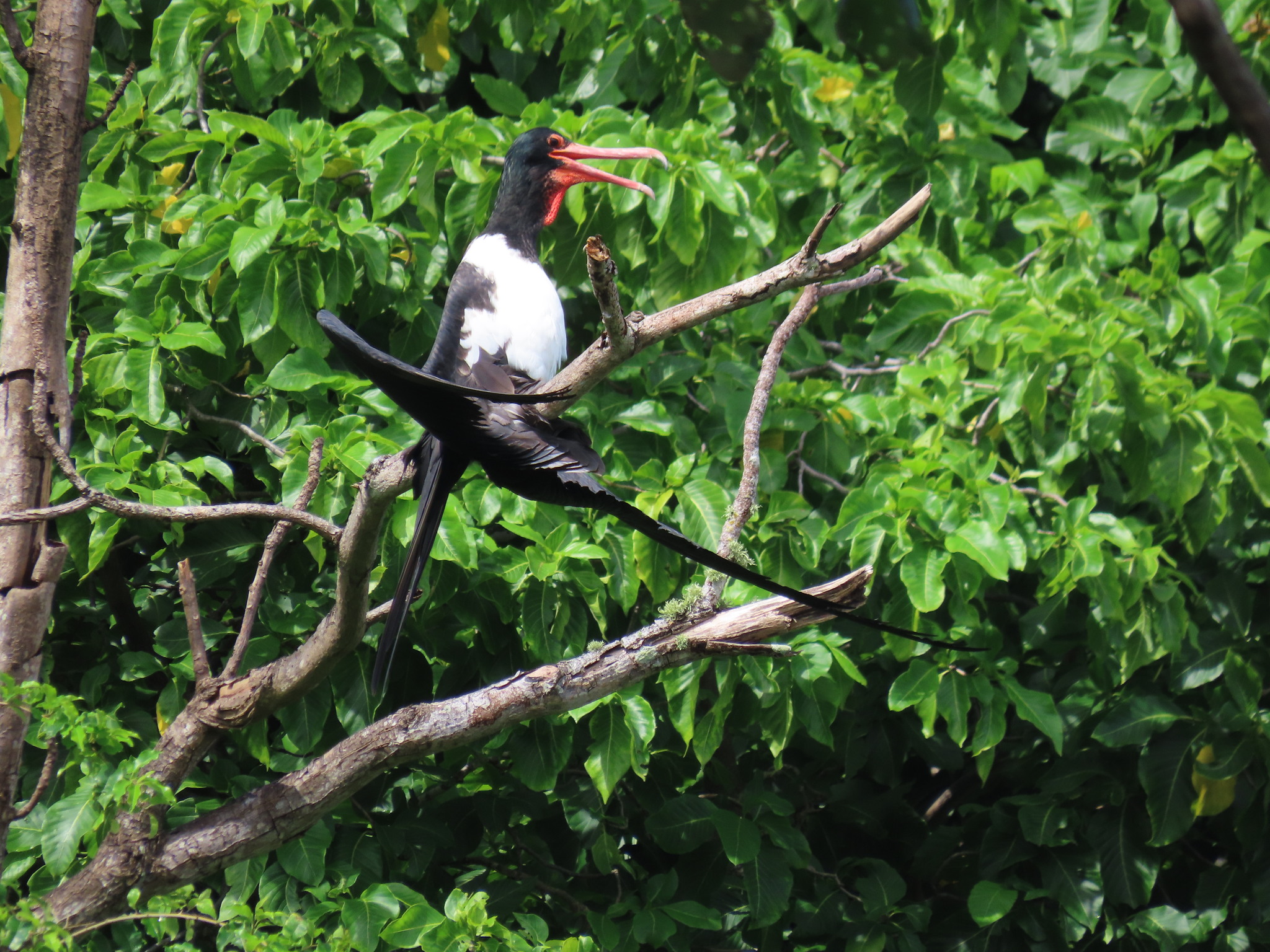 Christmas Frigatebird (Fregata andrewsi), photo 4