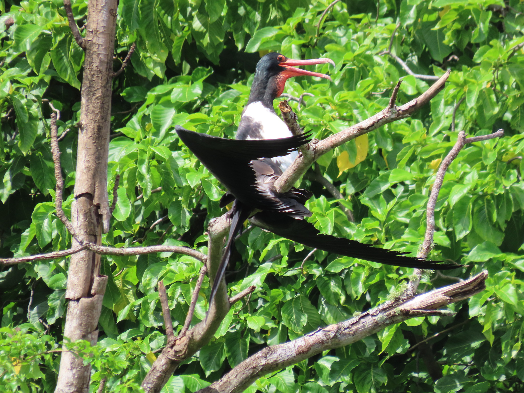 Christmas Frigatebird (Fregata andrewsi), photo 5