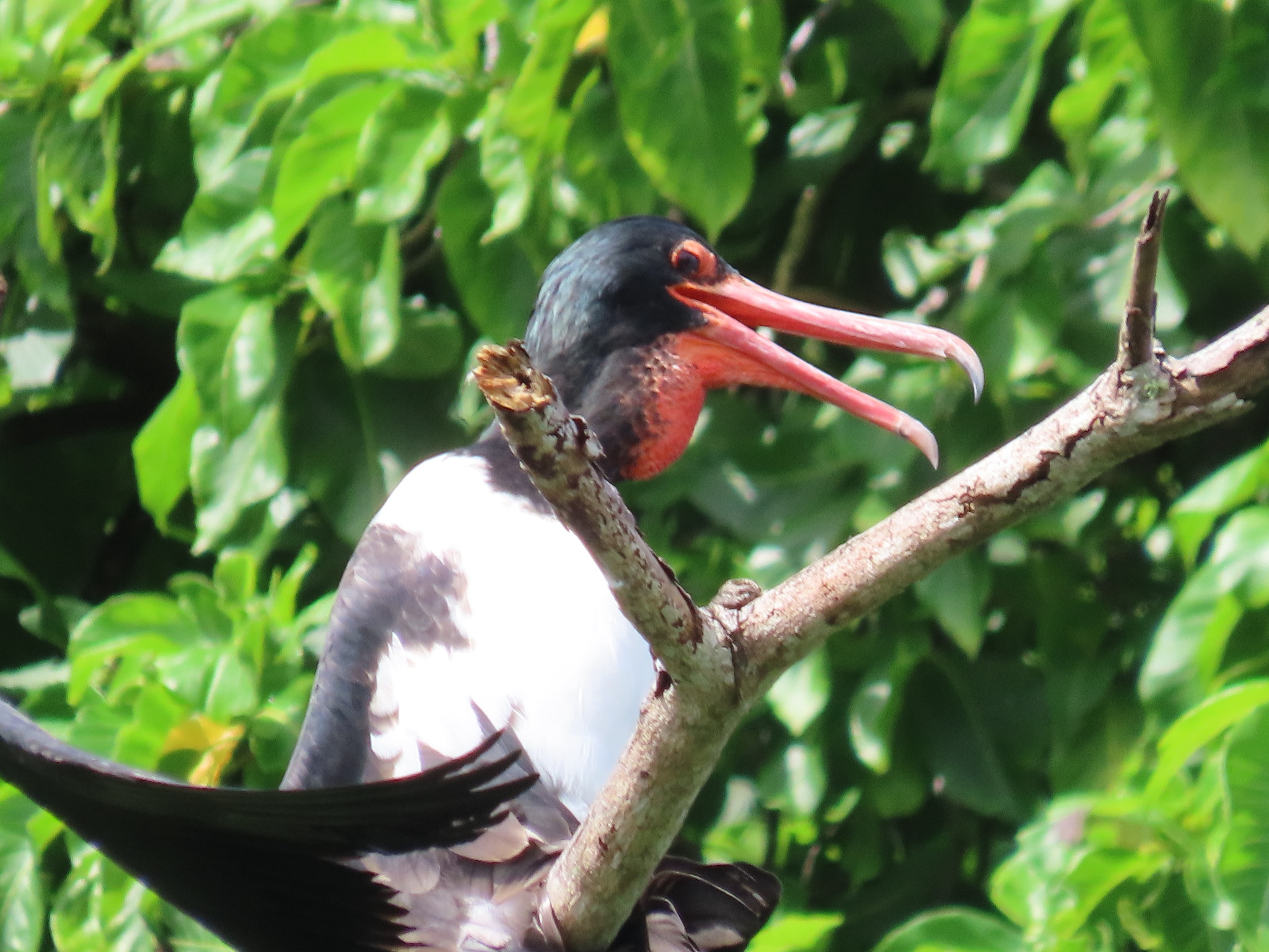 Christmas Frigatebird (Fregata andrewsi), photo 7