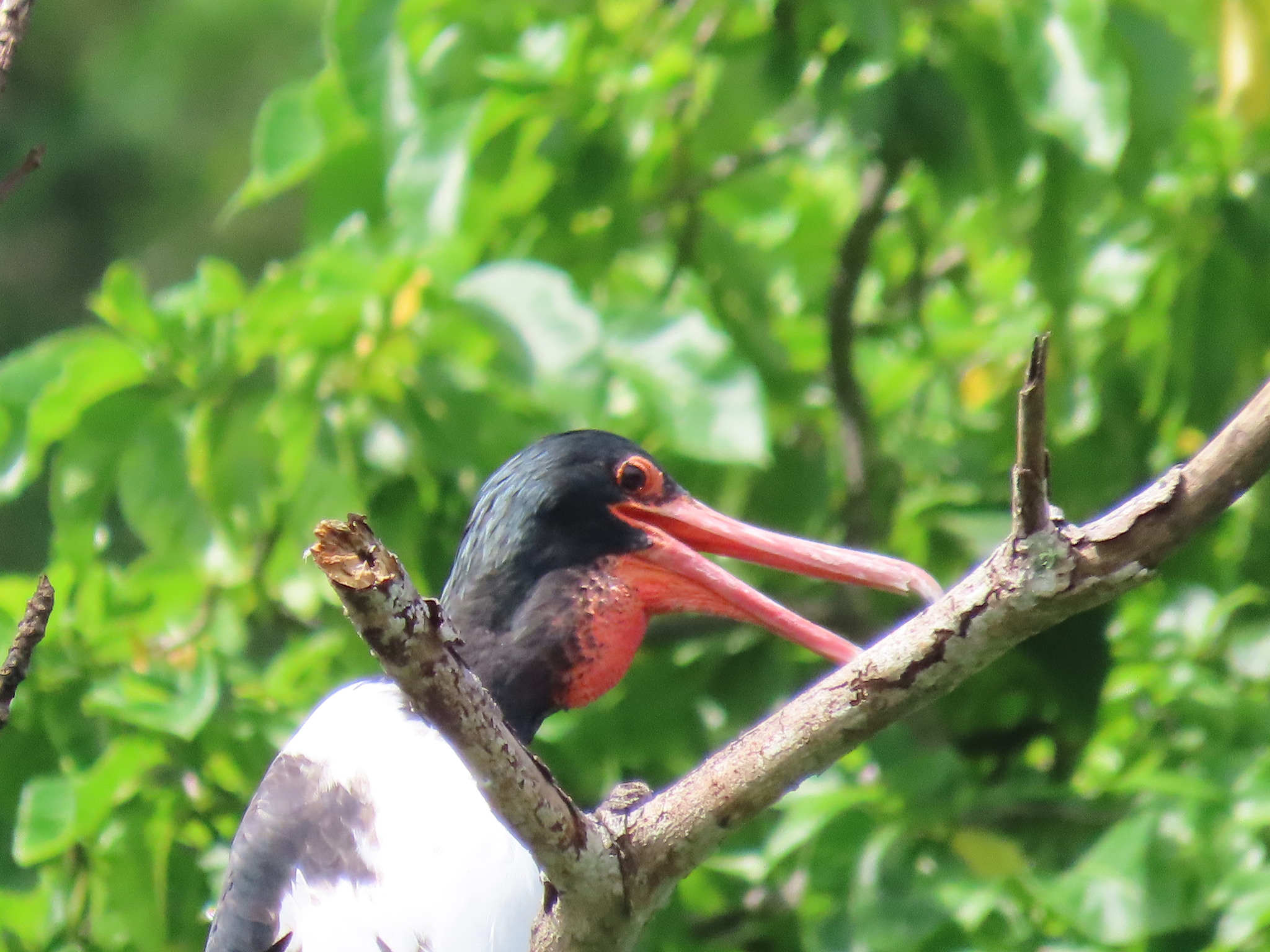 Christmas Frigatebird (Fregata andrewsi), photo 8