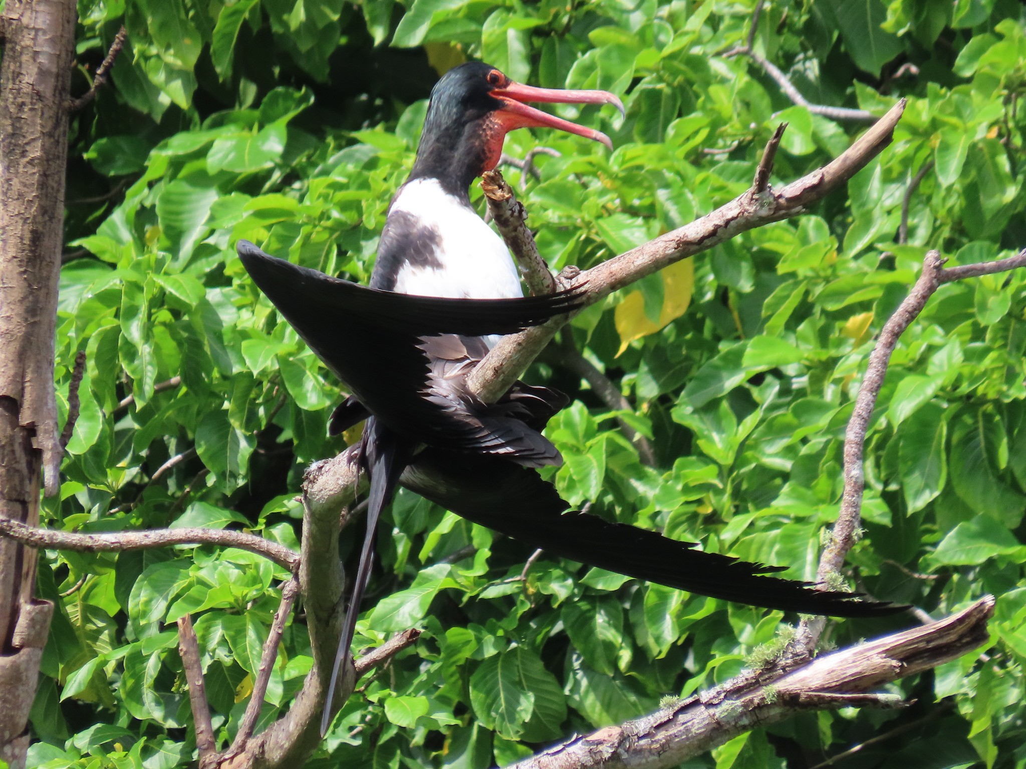 Christmas Frigatebird (Fregata andrewsi), photo 6