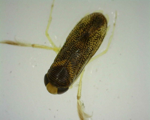 Trichocorixa verticalis interiores