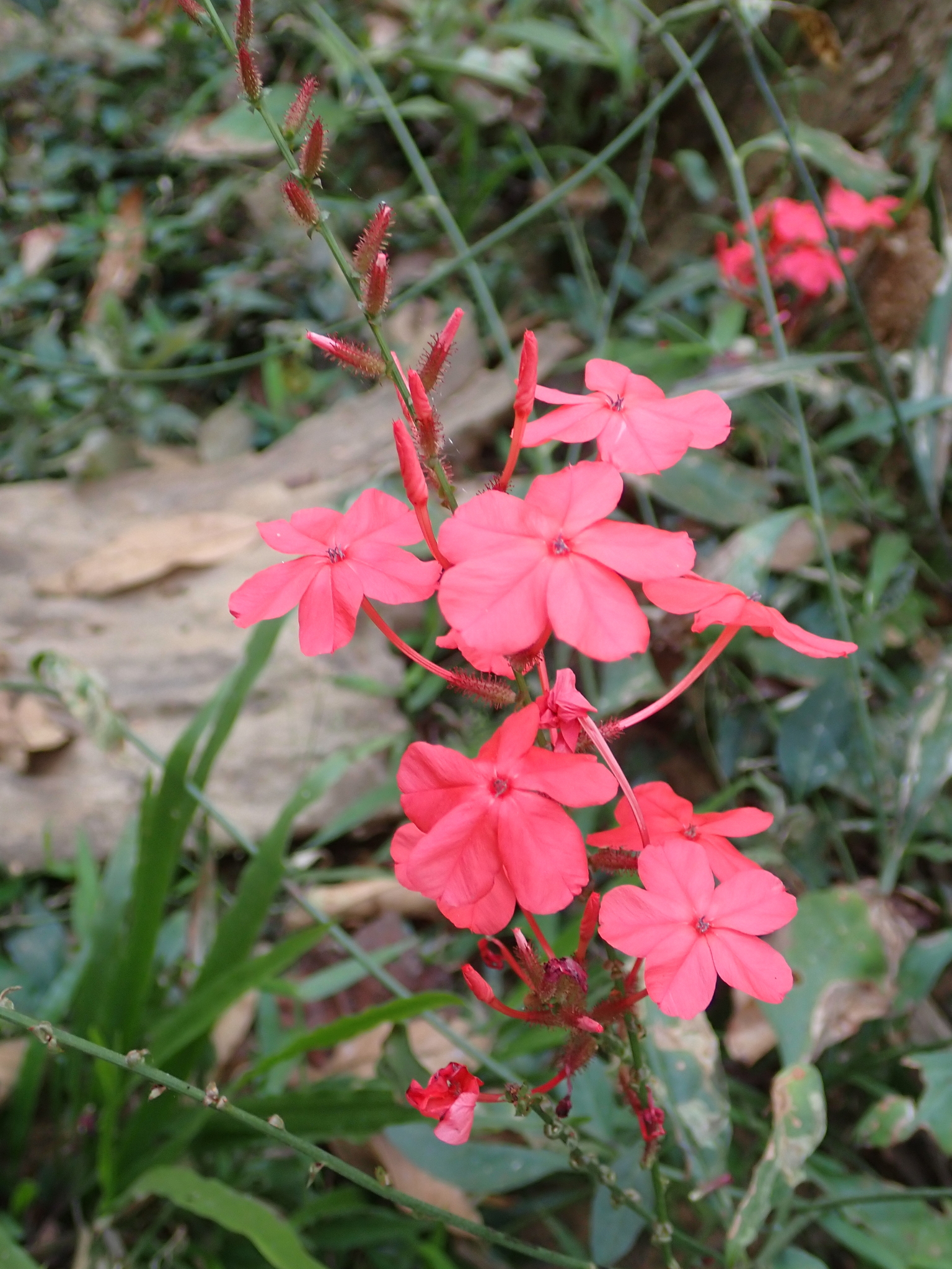 Plumbago indica (Plumbago indica)