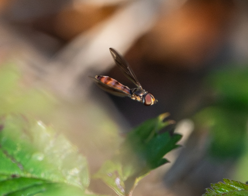 Unknown species found near Corp Woods Nature Sanctuary, Galveston, TX, USA