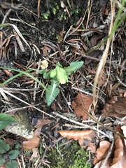 Primula elatior