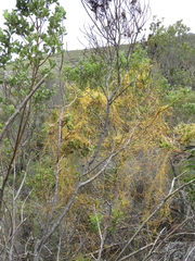 Cuscuta angulata