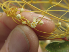 Cuscuta angulata