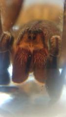 Phoneutria nigriventer