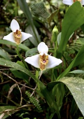 Maxillaria fletcheriana