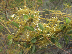 Cuscuta angulata