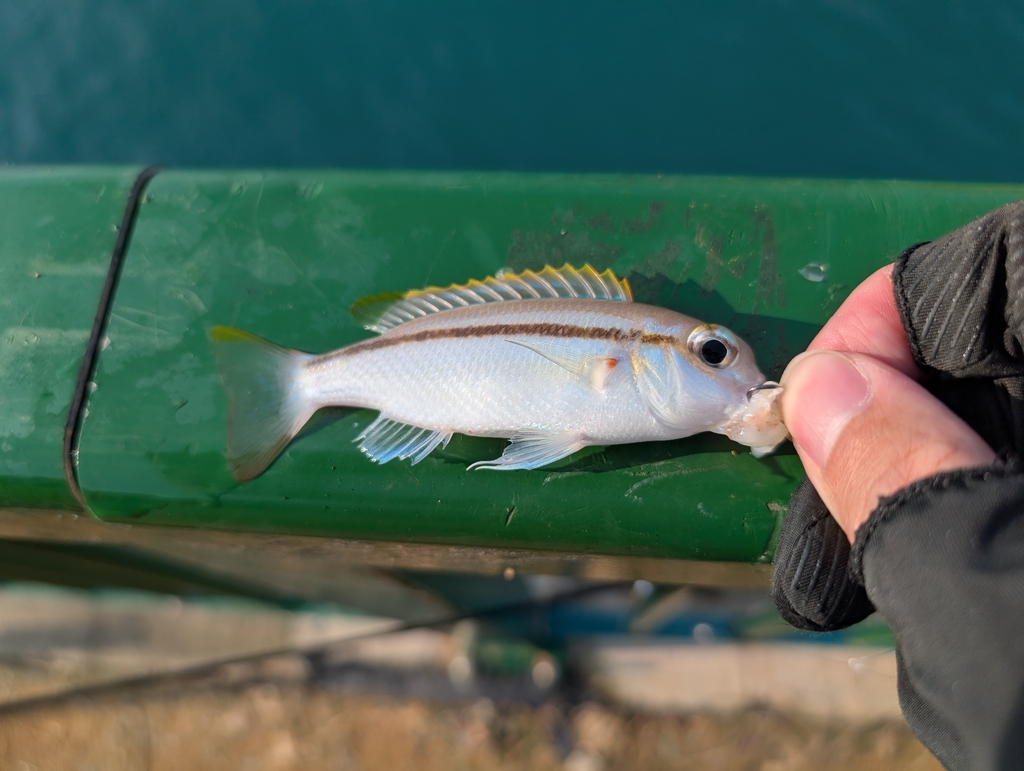 Lattice monocle bream (Scolopsis taenioptera) — Nemipteridae