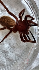 Phoneutria nigriventer