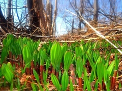 Allium ochotense