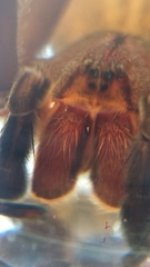 Phoneutria nigriventer