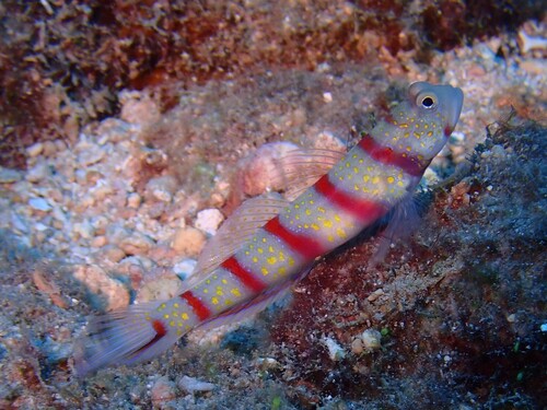 Red-banded prawn-goby (Amblyeleotris fasciata) — Gobiidae — 4