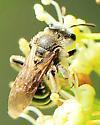 Andrena nasonii