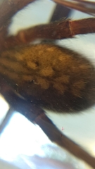 Phoneutria nigriventer