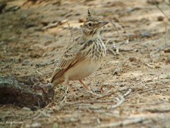 Galerida cristata somaliensis