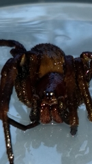 Phoneutria nigriventer