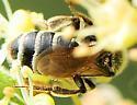 Andrena nasonii