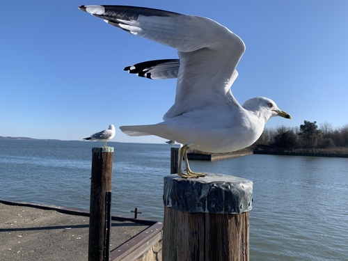Ring-billed Gull photographed in Maryland