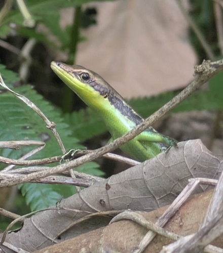 Emoia cyanogaster observed 2026-02-19