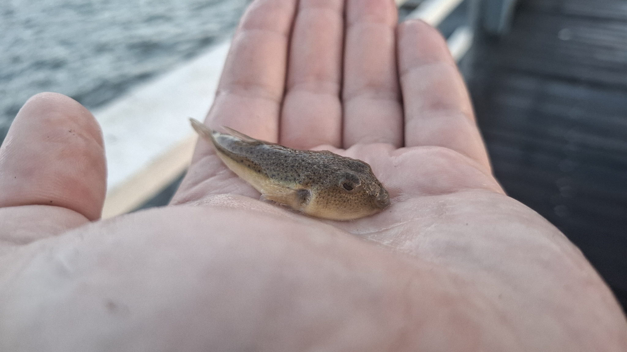 Brush-Tail Toadfish photo 8
