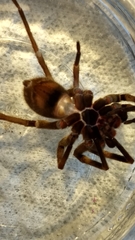 Phoneutria nigriventer